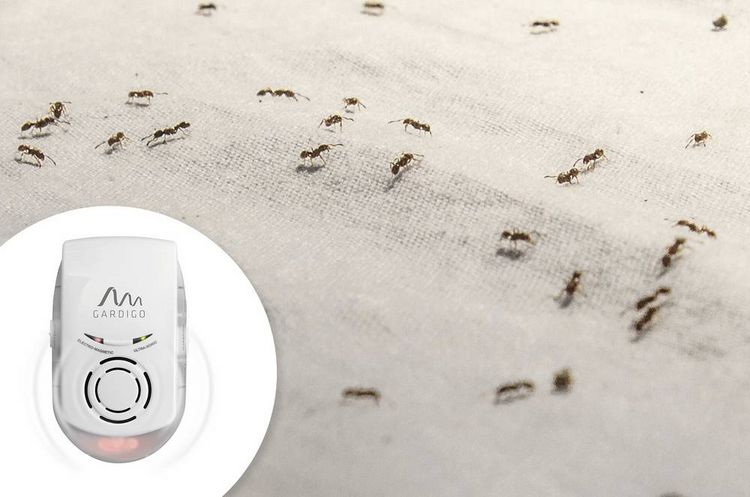 Produktbild: Gardigo Insektenvertreiber Funktionsart Multifrequenz, Ultraschall Wirkungsbereich 230 m&sup2; 1 St.