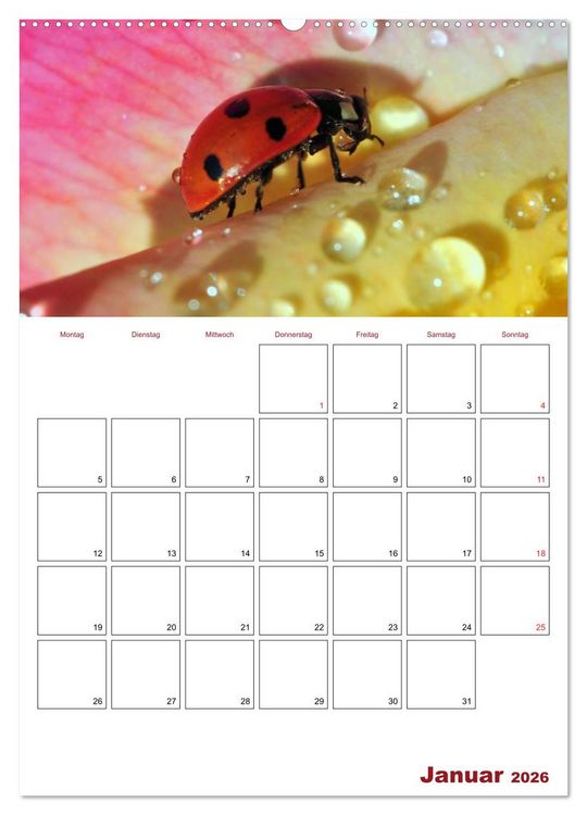 Produktbild: Marienk&auml;fergl&uuml;ck (Wandkalender 2026 DIN A2 hoch), CALVENDO Monatskalender