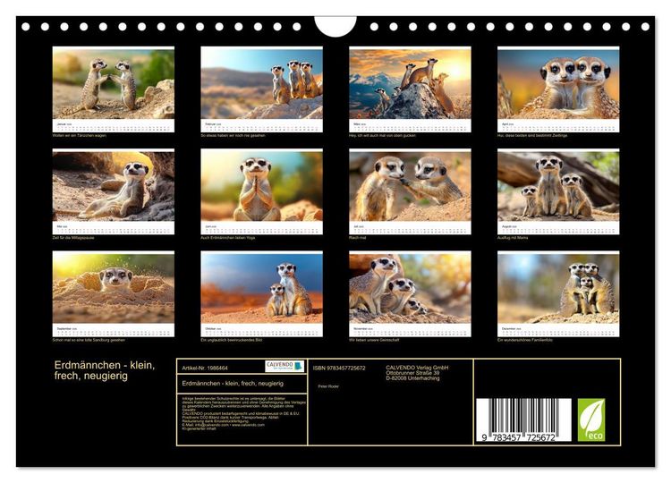 Produktbild: Erdm&auml;nnchen - klein, frech, neugierig (Wandkalender 2026 DIN A4 quer), CALVENDO Monatskalender