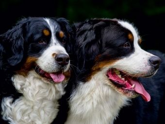 Produktbild: CALVENDO Puzzle Ein Motiv aus dem Kalender Treuer Freund Berner Sennenhund | 1000 Teile Lege-Gr&ouml;&szlig;e 64x48cm Foto-Puzzle f&uuml;r gl&uuml;ckliche Stunden