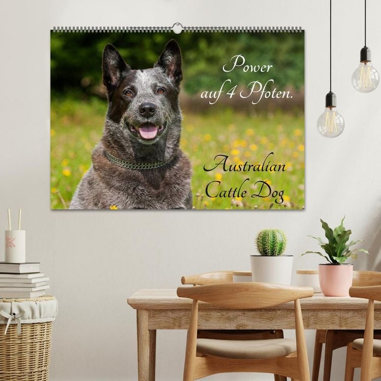 Produktbild: Power auf 4 Pfoten. Australian Cattle Dog (Wandkalender 2026 DIN A2 quer), CALVENDO Monatskalender