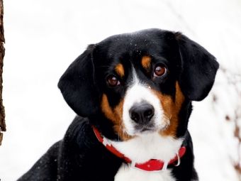 Produktbild: CALVENDO Puzzle Entlebucher Sennenhund | 1000 Teile Lege-Gr&ouml;&szlig;e 64 &times; 48 cm Foto-Puzzle f&uuml;r gl&uuml;ckliche Stunden