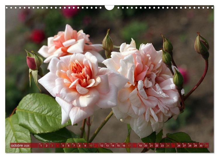 Produktbild: Le moment des roses (Calendrier mural 2026 DIN A3 vertical), CALVENDO calendrier mensuel