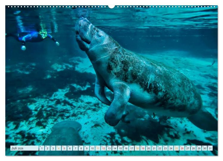 Produktbild: Tauchen - Abenteuer unter Wasser (hochwertiger Premium Wandkalender 2026 DIN A2 quer), Kunstdruck in Hochglanz