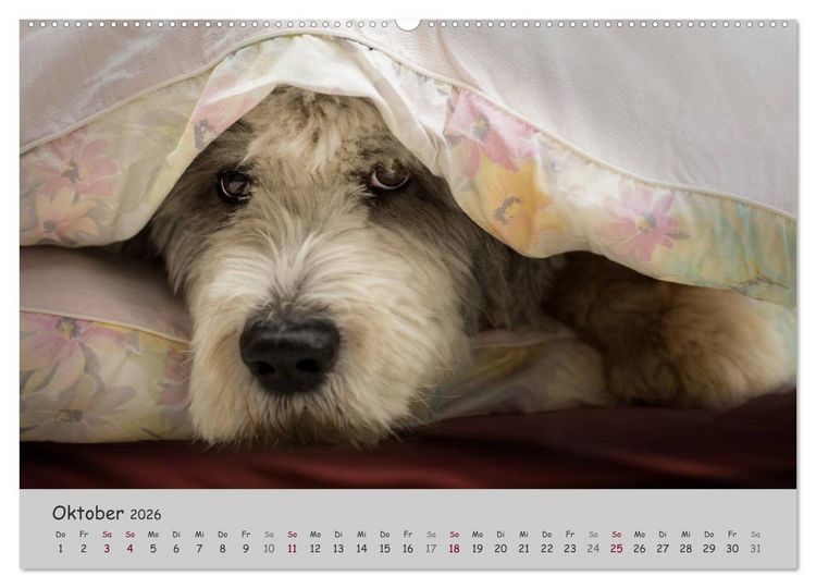 Produktbild: Ein Bobtail namens Miles (Wandkalender 2026 DIN A2 quer), CALVENDO Monatskalender