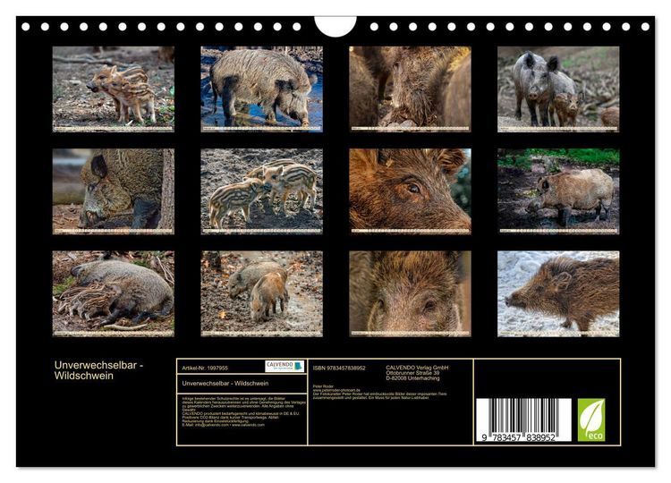 Produktbild: Unverwechselbar - Wildschwein (Wandkalender 2026 DIN A4 quer), CALVENDO Monatskalender