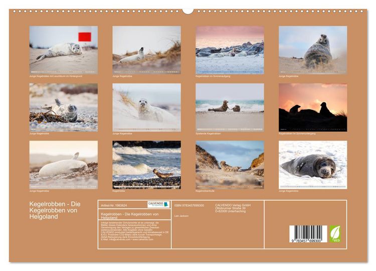 Produktbild: Kegelrobben - Die Kegelrobben von Helgoland (hochwertiger Premium Wandkalender 2026 DIN A2 quer), Kunstdruck in Hochglanz