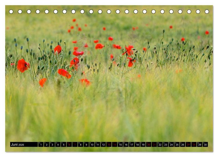 Produktbild: Oderlandschaft (Tischkalender 2026 DIN A5 quer), CALVENDO Monatskalender