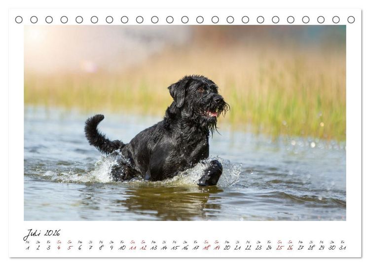 Produktbild: Mit dem Riesenschnauzer durch das Jahr (Tischkalender 2026 DIN A5 quer), CALVENDO Monatskalender