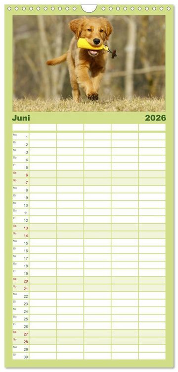 Produktbild: Familienplaner 2026 - Chesley Kleiner Hund grosse Abenteuer mit 5 Spalten (Wandkalender, 21 x 45 cm) CALVENDO