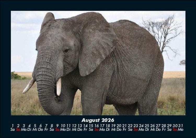 Produktbild: Elefanten - Die sanften Riesen Afrikas 2026 Fotokalender DIN A5