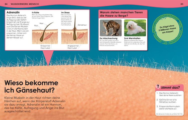 Produktbild: Weshalb? Deshalb! K&ouml;rper