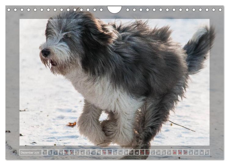 Produktbild: Bearded Collie, mein Freund (Wandkalender 2026 DIN A4 quer), CALVENDO Monatskalender