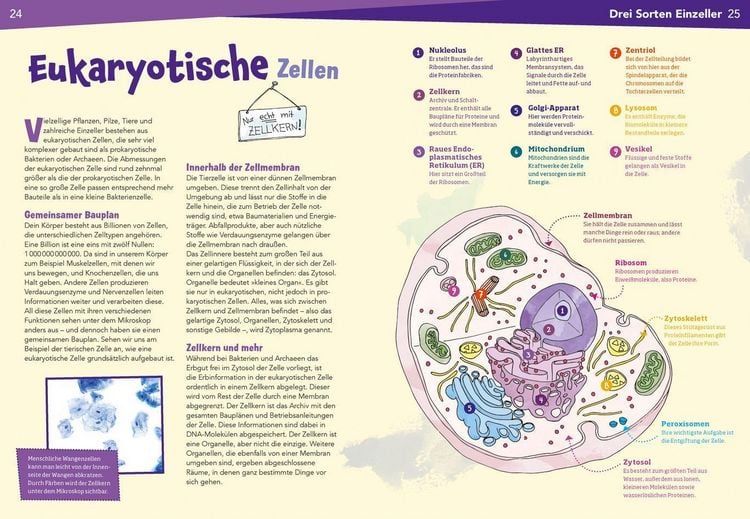 Produktbild: WAS IST WAS Naturwissenschaften easy! Biologie. Die Zelle