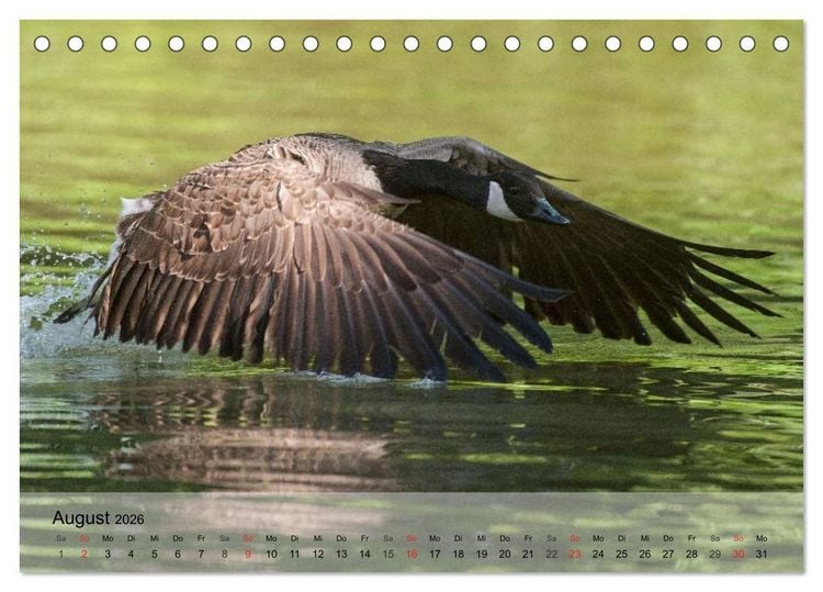 Produktbild: G&auml;nse und Enten. Schnattern, watscheln, quaken! (Tischkalender 2026 DIN A5 quer), CALVENDO Monatskalender