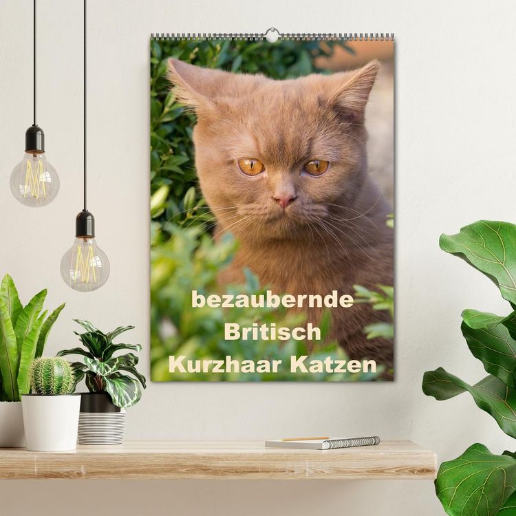 Produktbild: bezaubernde Britisch Kurzhaar Katzen (Wandkalender 2026 DIN A2 hoch), CALVENDO Monatskalender