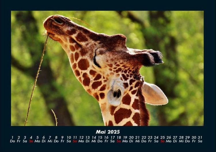 Produktbild: Giraffen 2025 Fotokalender DIN A4