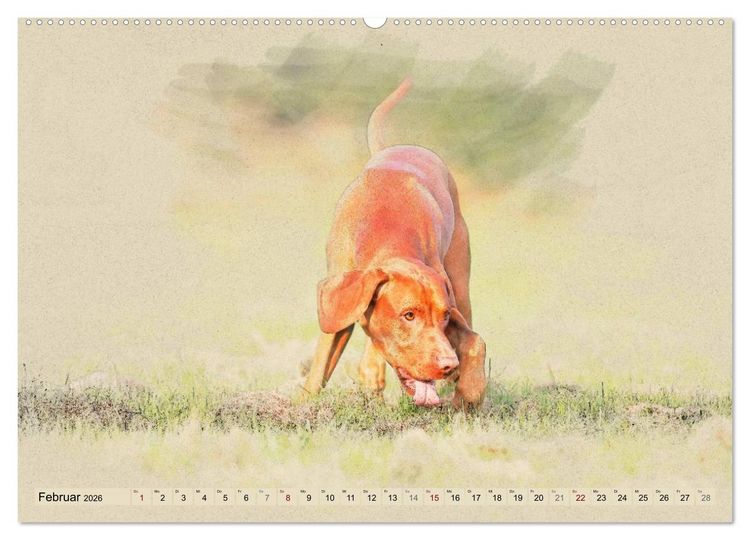 Produktbild: Magyar Vizsla 2026 (hochwertiger Premium Wandkalender 2026 DIN A2 quer), Kunstdruck in Hochglanz