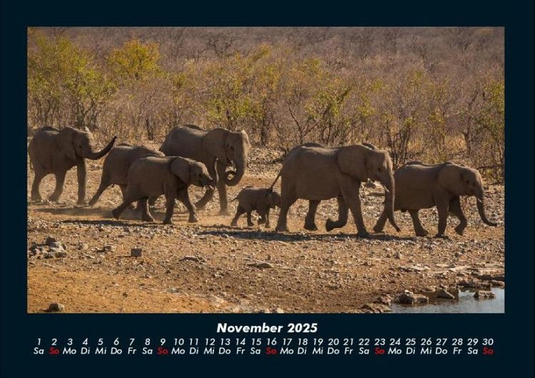 Produktbild: Der Elefantenkalender 2025 Fotokalender DIN A4