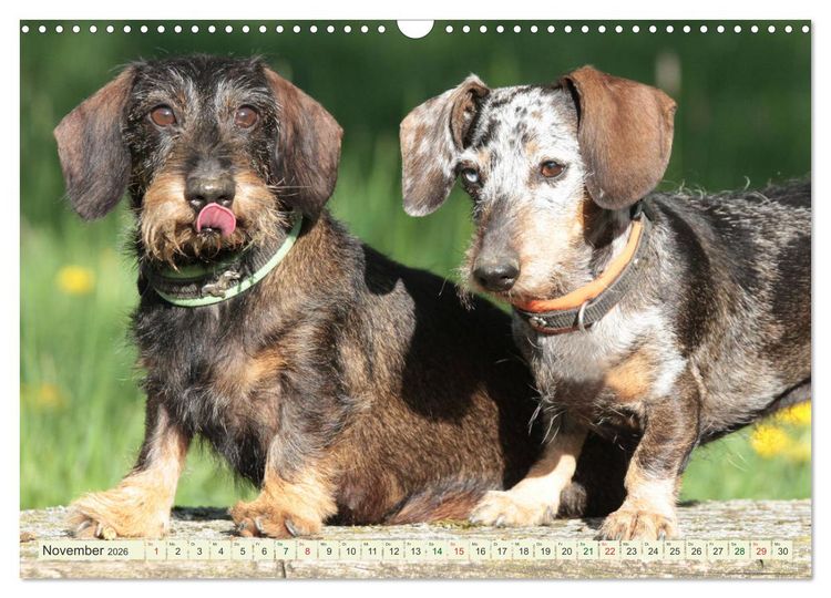 Produktbild: Liebenswerte Rabauken - Rauhaardackel (Wandkalender 2026 DIN A3 quer), CALVENDO Monatskalender