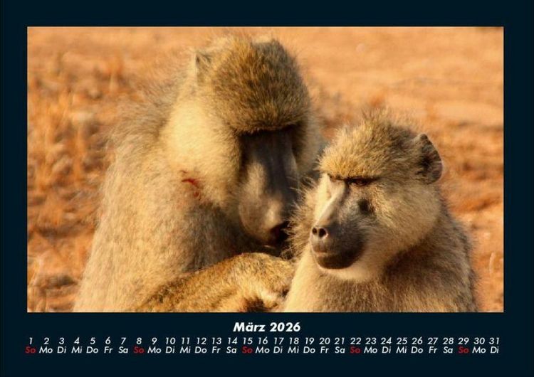 Produktbild: Affen 2026 Fotokalender DIN A4