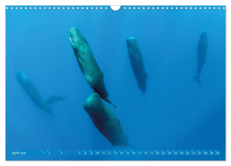 Produktbild: Wale: Giganten der Meere (Wandkalender 2026 DIN A3 quer), CALVENDO Monatskalender