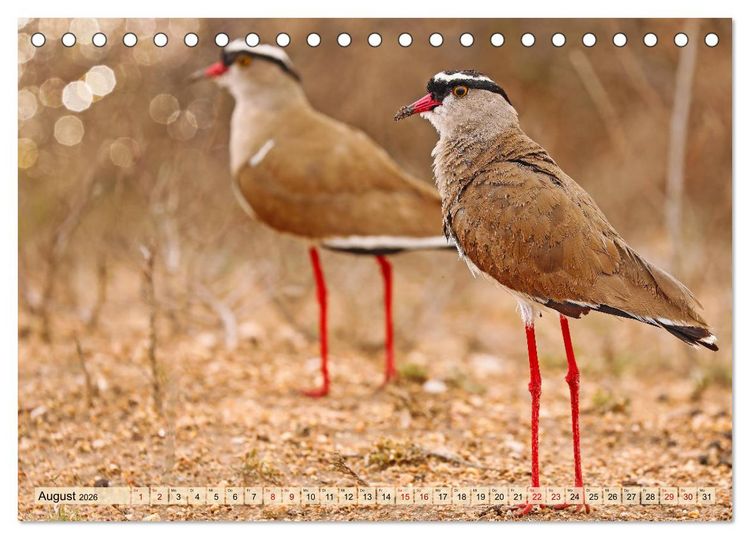 Produktbild: Afrikas Vogelwelt 2026 (Tischkalender 2026 DIN A5 quer), CALVENDO Monatskalender