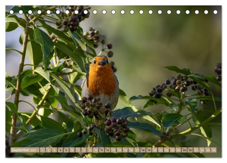 Produktbild: Robin, das s&uuml;&szlig;e Rotkehlchen (Tischkalender 2027 DIN A5 quer), CALVENDO Monatskalender