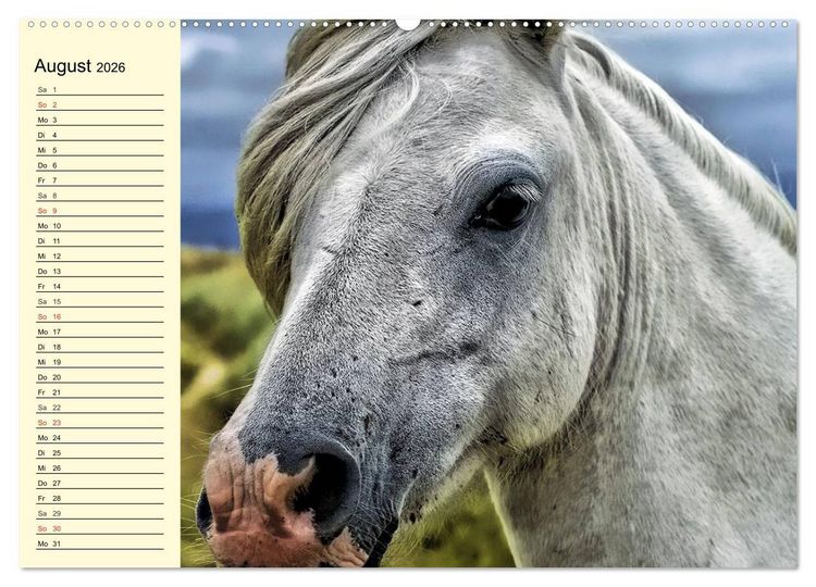 Produktbild: Wilde Pferde. Mustangs in USA (hochwertiger Premium Wandkalender 2026 DIN A2 quer), Kunstdruck in Hochglanz