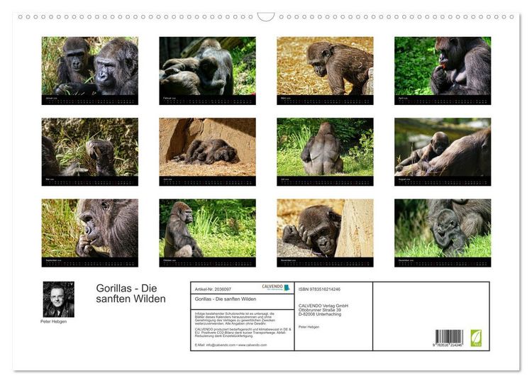 Produktbild: Gorillas - Die sanften Wilden (Wandkalender 2026 DIN A2 quer), CALVENDO Monatskalender