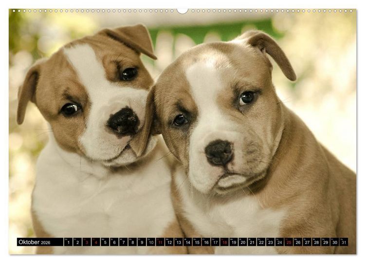 Produktbild: Pit Bull und Co. - Geliebt, gef&uuml;rchtet, missverstanden (hochwertiger Premium Wandkalender 2026 DIN A2 quer), Kunstdruck in Hochglanz