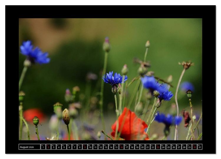 Produktbild: Roter Mohn, bunte Wiesen (Wandkalender 2026 DIN A4 quer), CALVENDO Monatskalender