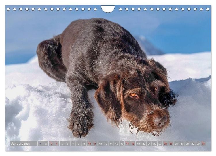 Produktbild: Pointer Power (Wall Calendar 2026 DIN A4 landscape), CALVENDO 12 Month Wall Calendar