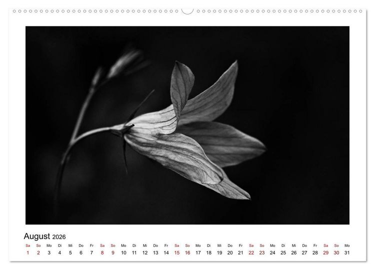 Produktbild: Die grafische Sch&ouml;nheit der Pflanzen &ndash; Schwarz-Wei&szlig; (Wandkalender 2026 DIN A2 quer), CALVENDO Monatskalender