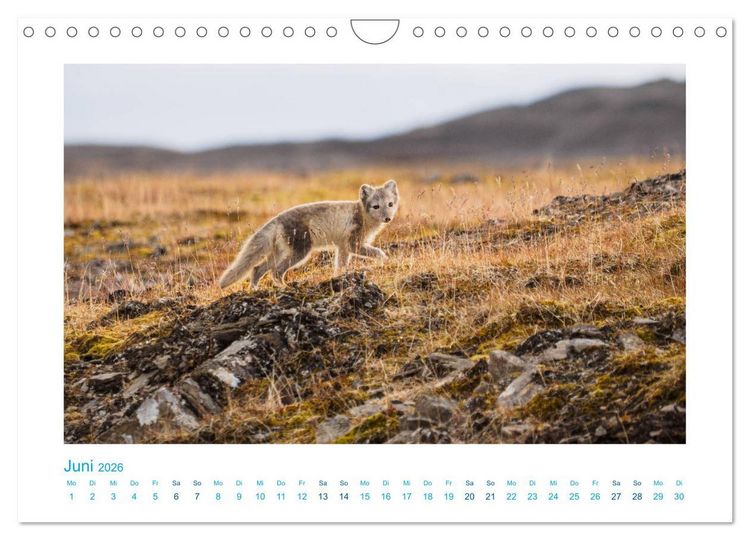 Produktbild: Spitzbergen - Landschaft - Eis - Tierwelt (Wandkalender 2026 DIN A4 quer), CALVENDO Monatskalender