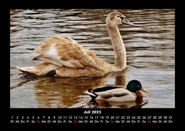 Produktbild: Enten 2025 Fotokalender DIN A3