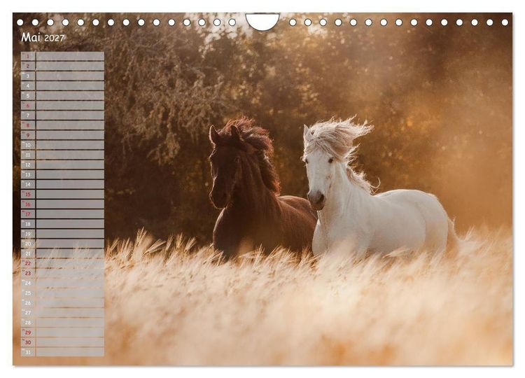 Produktbild: Pferde - Spiegel deiner Seele (Wandkalender 2027 DIN A4 quer), CALVENDO Monatskalender