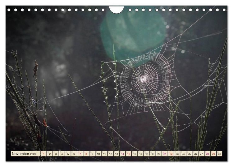 Produktbild: Spinnennetze - Wunder der Natur (Wandkalender 2026 DIN A4 quer), CALVENDO Monatskalender