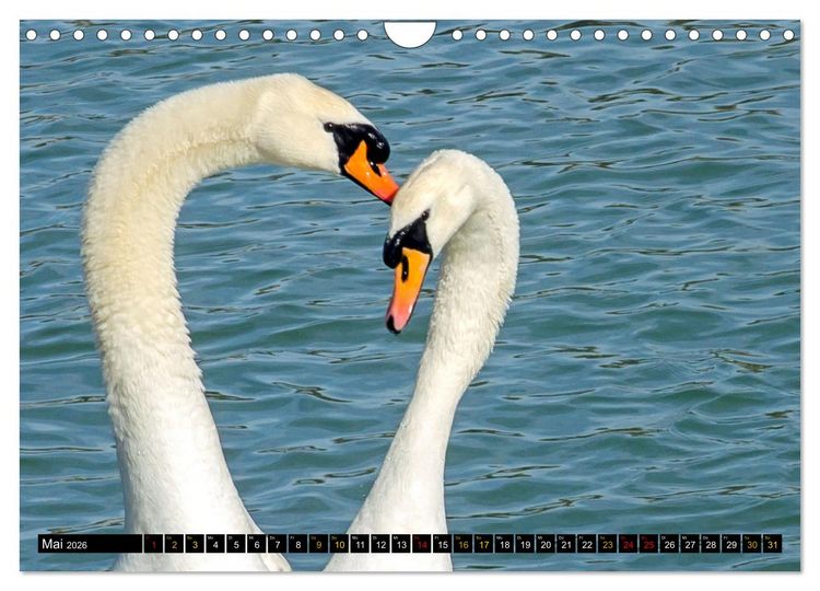 Produktbild: V&ouml;gel im Fokus - Ausdrucksstarke Vielfalt in der Vogelwelt (Wandkalender 2026 DIN A4 quer), CALVENDO Monatskalender