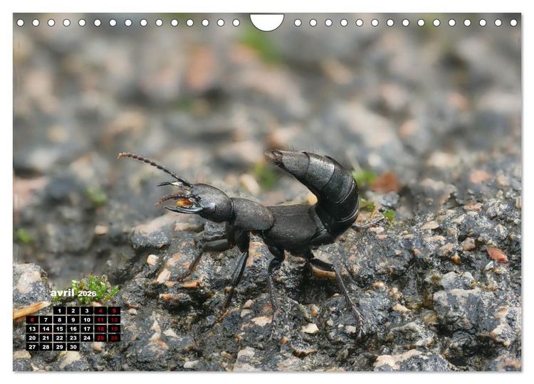 Produktbild: Araign&eacute;es et insectes (Calendrier mural 2026 DIN A4 vertical), CALVENDO calendrier mensuel