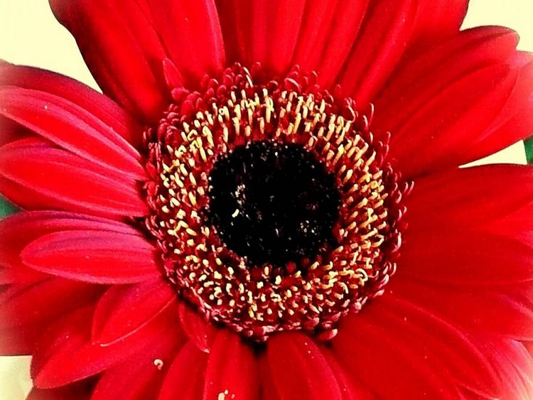 Produktbild: CALVENDO Puzzle Rote Gerbera | 1000 Teile Lege-Gr&ouml;&szlig;e 64x48cm Foto-Puzzle f&uuml;r gl&uuml;ckliche Stunden