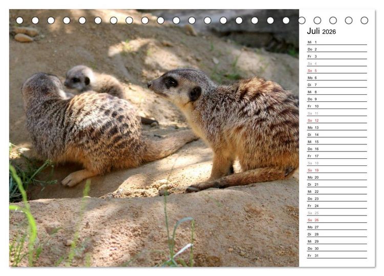 Produktbild: Erdm&auml;nnchen - Die Kobolde im Tierreich (Tischkalender 2026 DIN A5 quer), CALVENDO Monatskalender