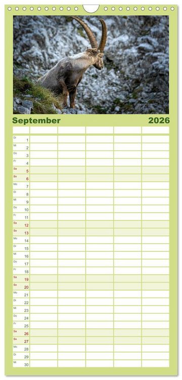 Produktbild: Familienplaner 2026 - Steinb&ouml;cke - Majest&auml;tische Tiere der Alpen mit 5 Spalten (Wandkalender, 21 x 45 cm) CALVENDO
