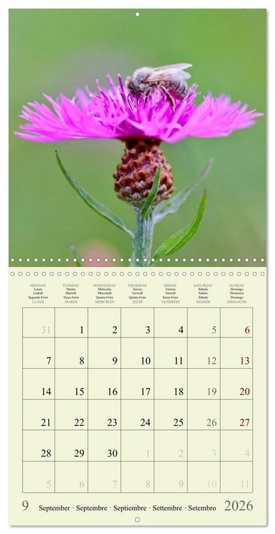 Produktbild: Petites fleurs color&eacute;es (Calendrier mural carr&eacute; 2026 30x30 cm) Calendrier double avec une page pour vos prises de notes
