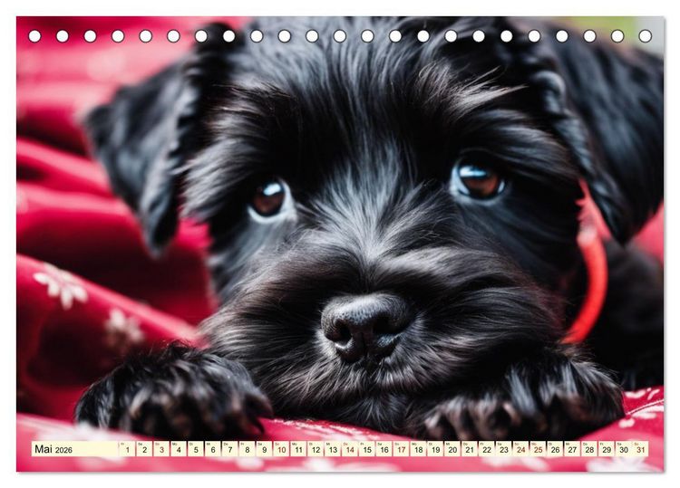 Produktbild: Schnauzer - vielseitige Allrounder (Tischkalender 2026 DIN A5 quer), CALVENDO Monatskalender