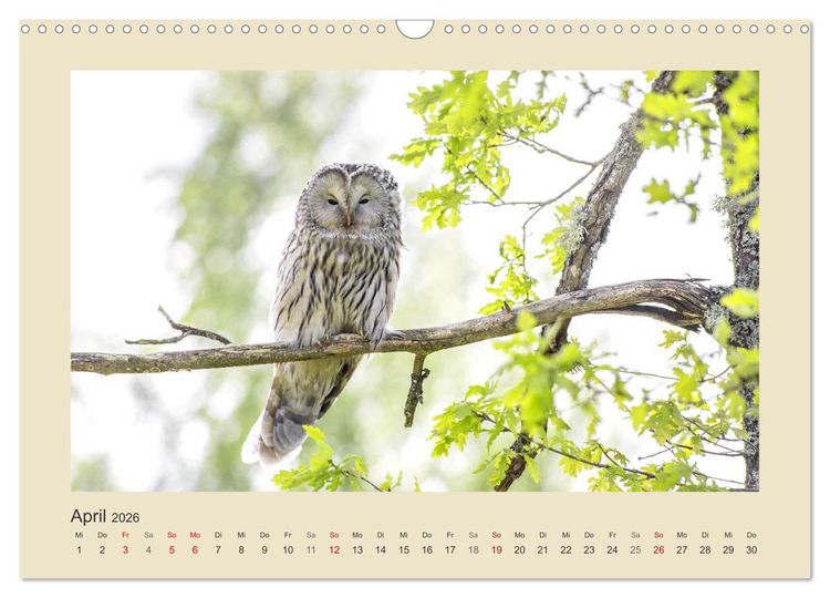 Produktbild: Tiere im Wald. Bezaubernde Begegnungen (Wandkalender 2026 DIN A3 quer), CALVENDO Monatskalender