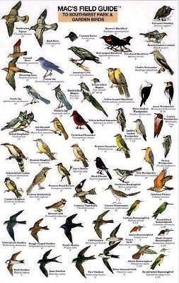 Produktbild: Mac's Field Guides: Southwest Park/Garden Birds