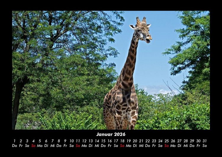 Produktbild: Giraffen 2026 Fotokalender DIN A3