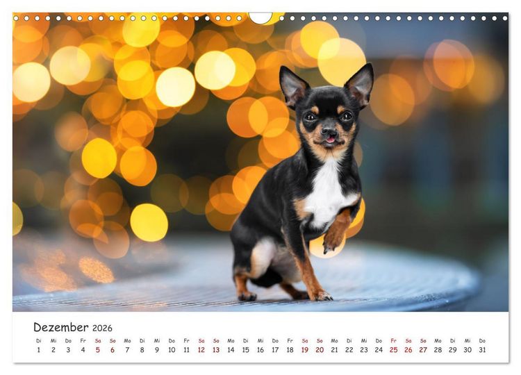 Produktbild: Berlin City Dogs - Berliner Hunde (Wandkalender 2026 DIN A3 quer), CALVENDO Monatskalender