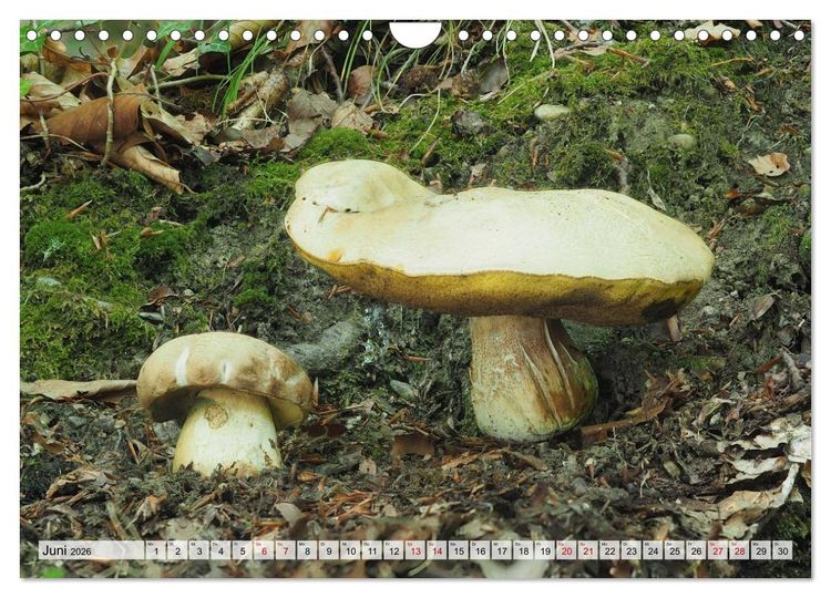 Produktbild: Sch&ouml;n, aber giftig. Giftpilze, die Sammler kennen sollten. (Wandkalender 2026 DIN A4 quer), CALVENDO Monatskalender